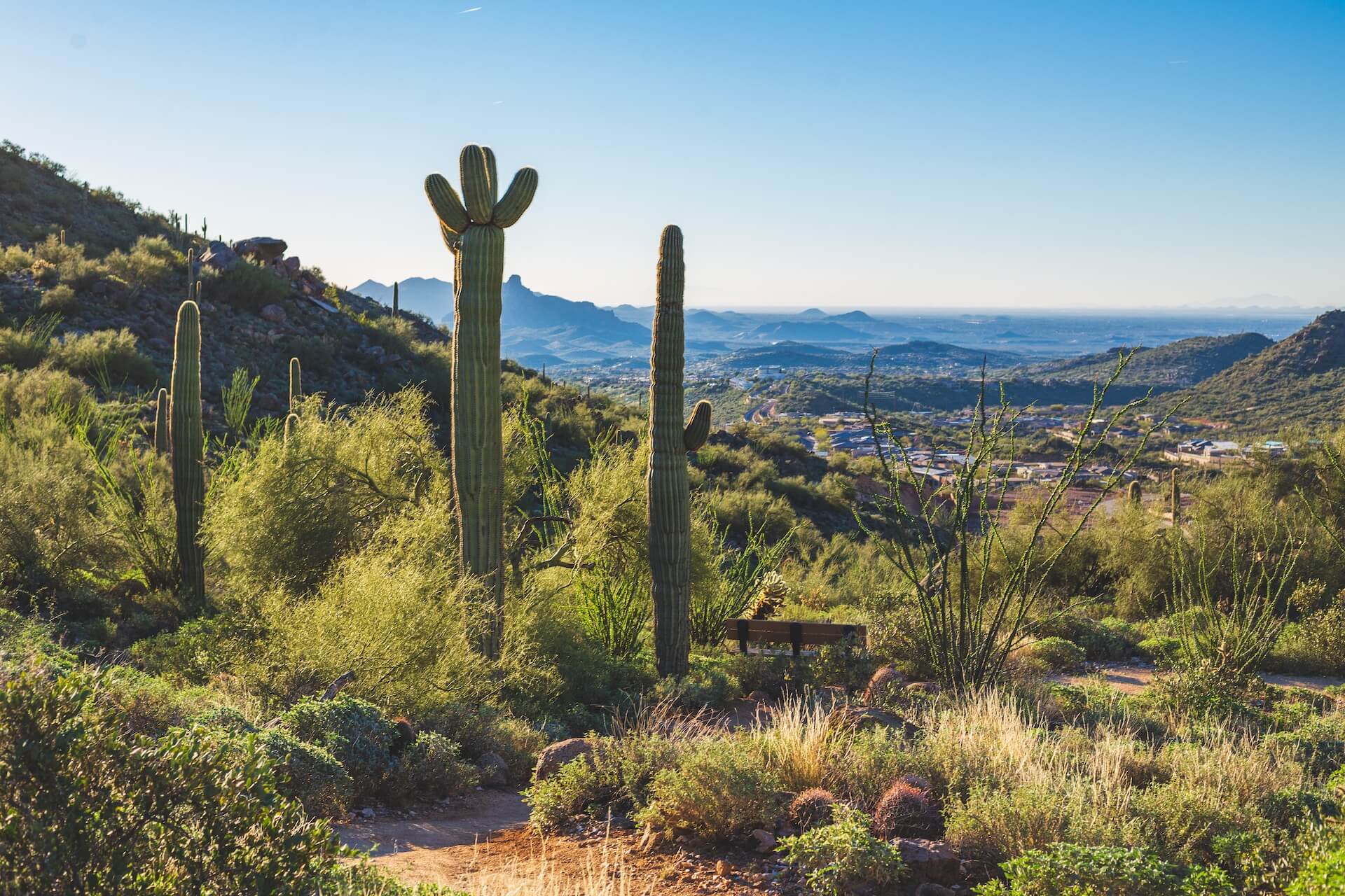 Cacti and lush landscape in the foreground, on a hill overlooking the Scottsdale Arizona area
