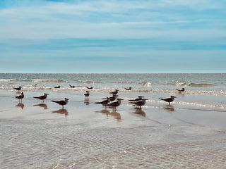 A flock of birds in the surf of the turquoise waters and white sand in Sarasota, Florida on a bright sunny day